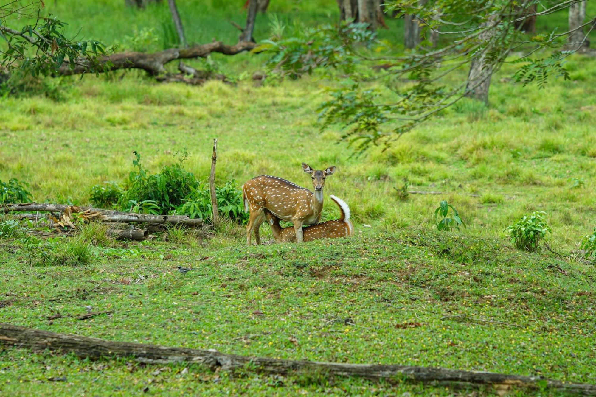 Kuruva Island Resort And Spa - By Kabini Breeze, Wayanad Mananthavady Eksteriør bilde